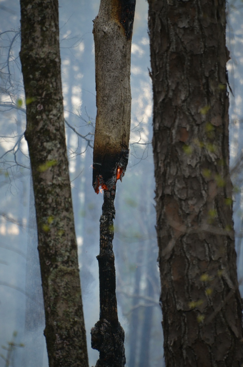 H St. Mark National Wildlife Refuge forest fire 9385