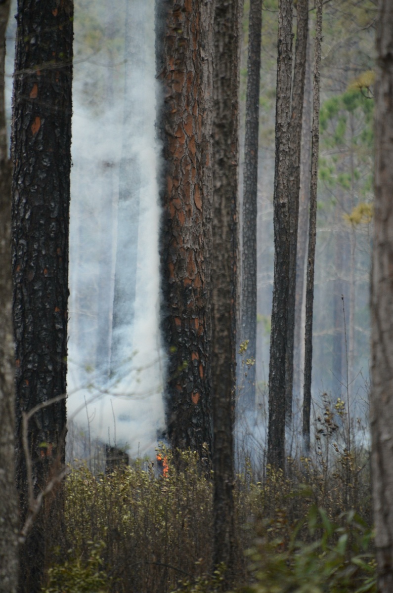 H St. Mark National Wildlife Refuge forest fire 9391