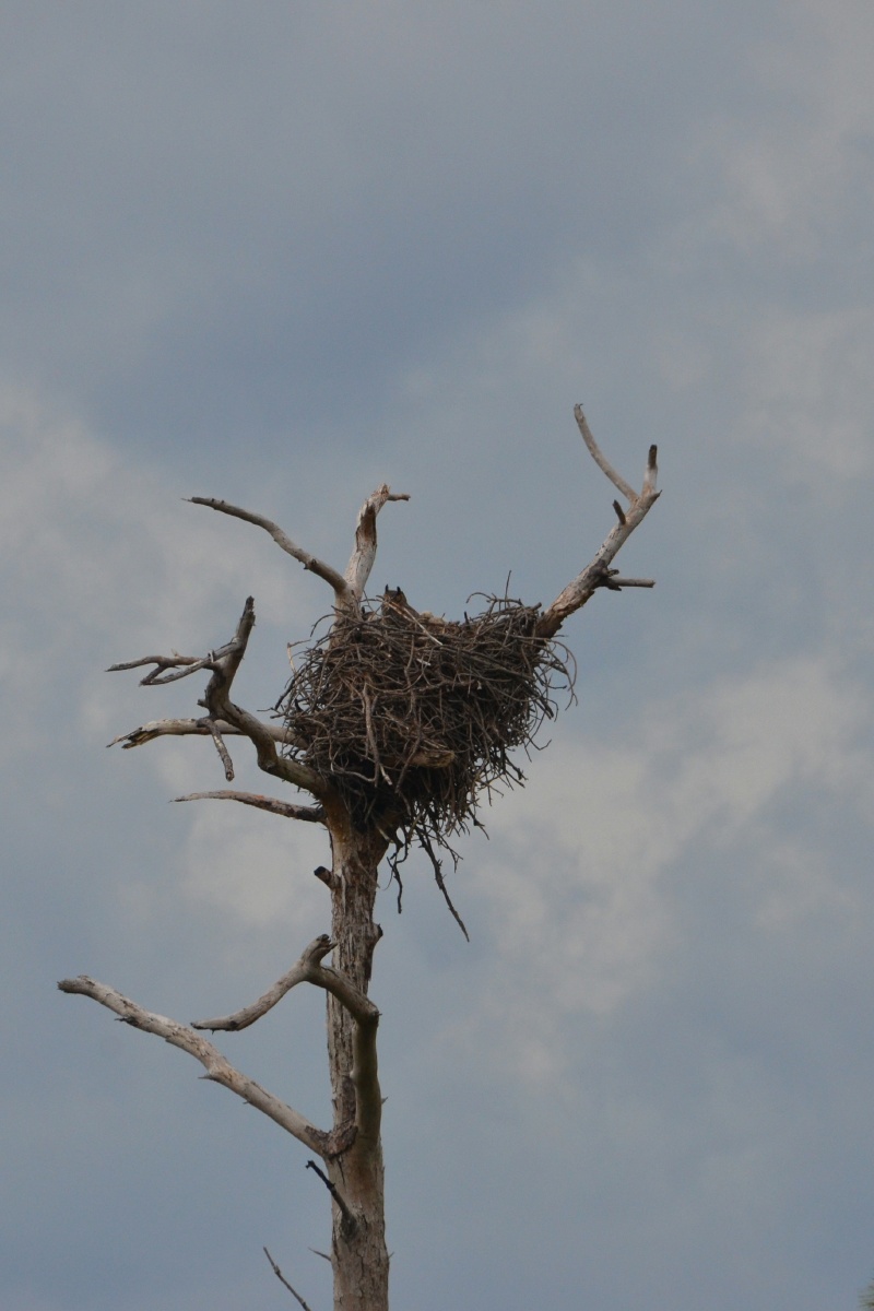 J St. Mark National Wildlife Refuge Owl in nest