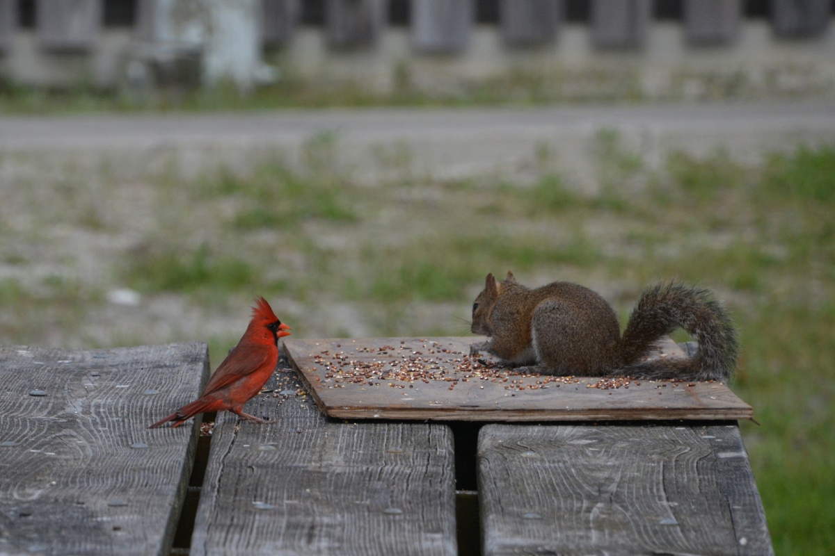 K Cardinal waiting for lunch