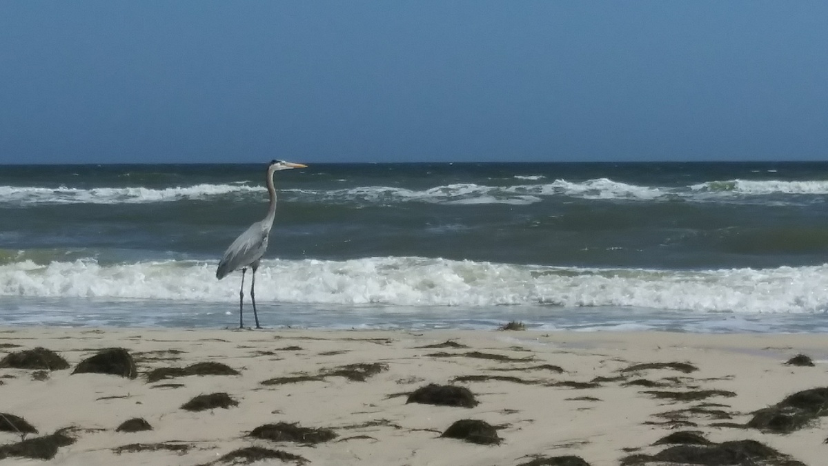 L Dr. Julian Bruce St George Island State Park Florida 2