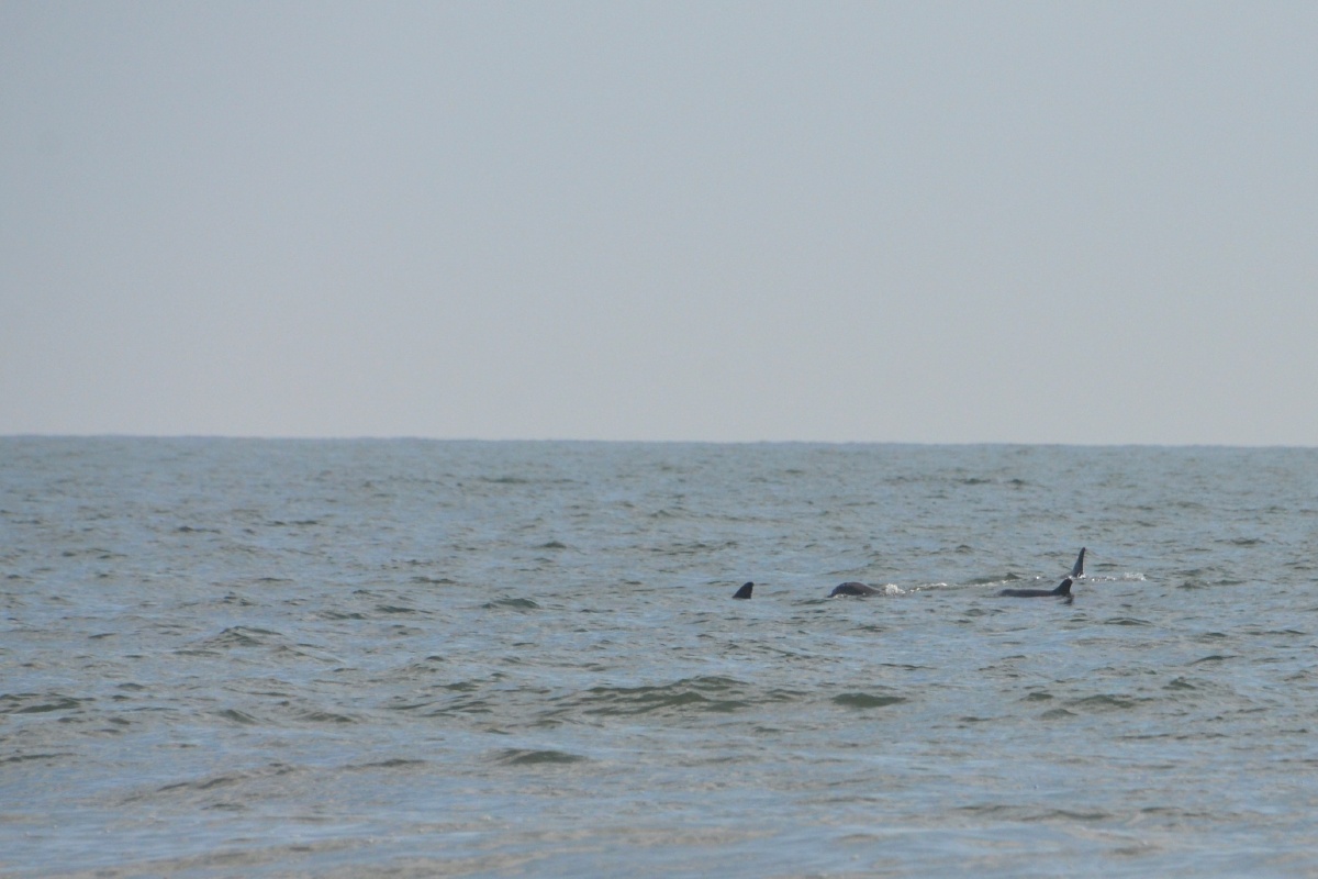 L Dr. Julian Bruce St George Island State Park Florida Dolphins  9253