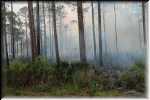 H St. Mark National Wildlife Refuge forest fire 0793