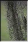 J Spanish Moss  9269