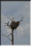 J St. Mark National Wildlife Refuge Owl in nest