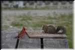 K Cardinal waiting for lunch