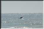 L Dr. Julian Bruce St George Island State Park Florida Dolphins  9123