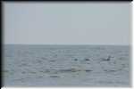 L Dr. Julian Bruce St George Island State Park Florida Dolphins  9253