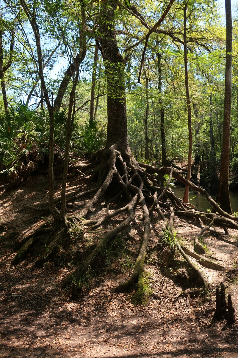 B O'Leno State Park 0825