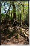 B O'Leno State Park 0825