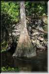 B O'Leno State Park 0829