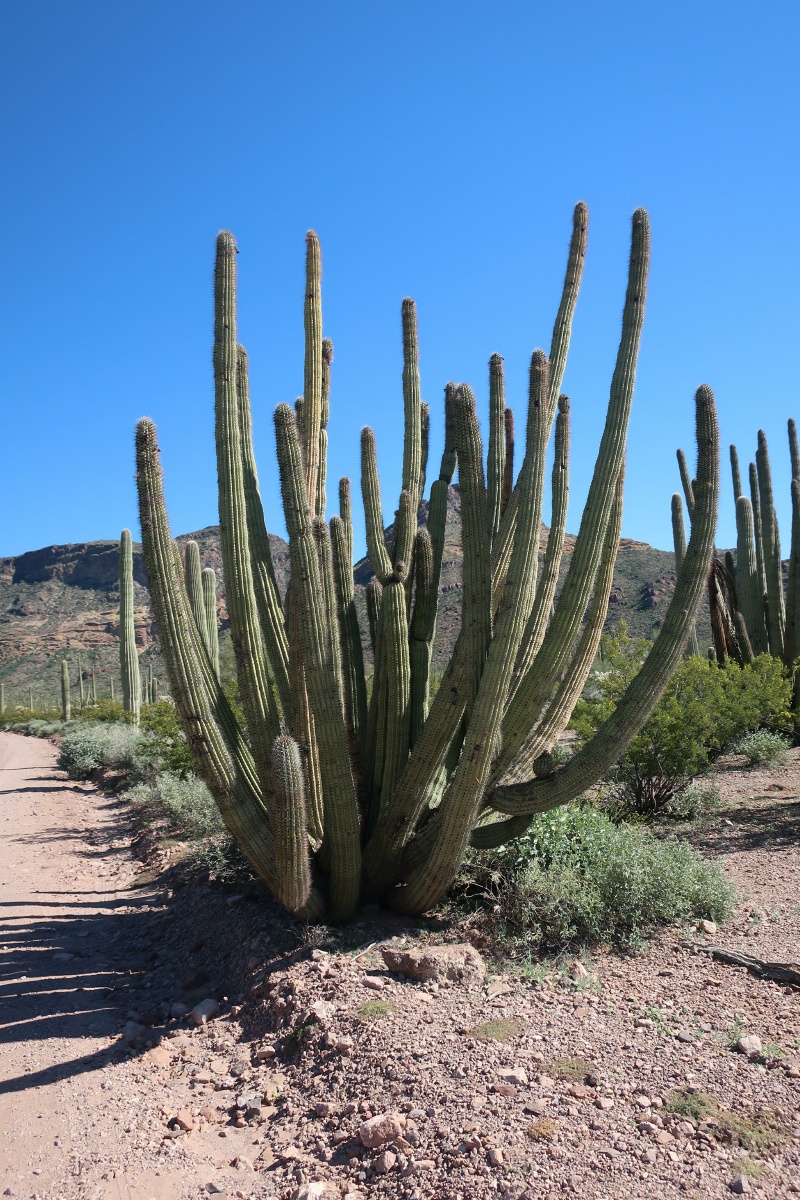 Organ Pipe Cactus IMG_0731