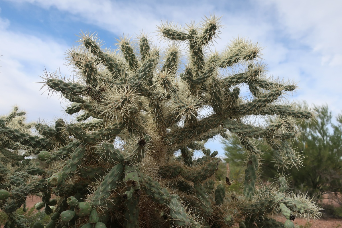 Organ Pipe Cactus National Monument Cholla cactus IMG_0644