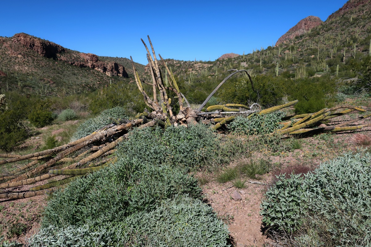 Organ Pipe Cactus National Monument Dead Organ Pipe Cactus IMG_0743