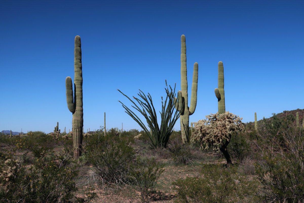 Organ Pipe Cactus National Monument IMG_0716