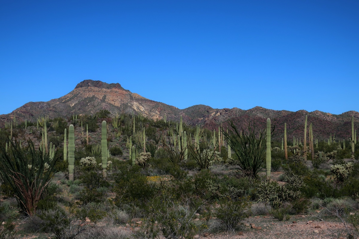 Organ Pipe Cactus National Monument IMG_0725