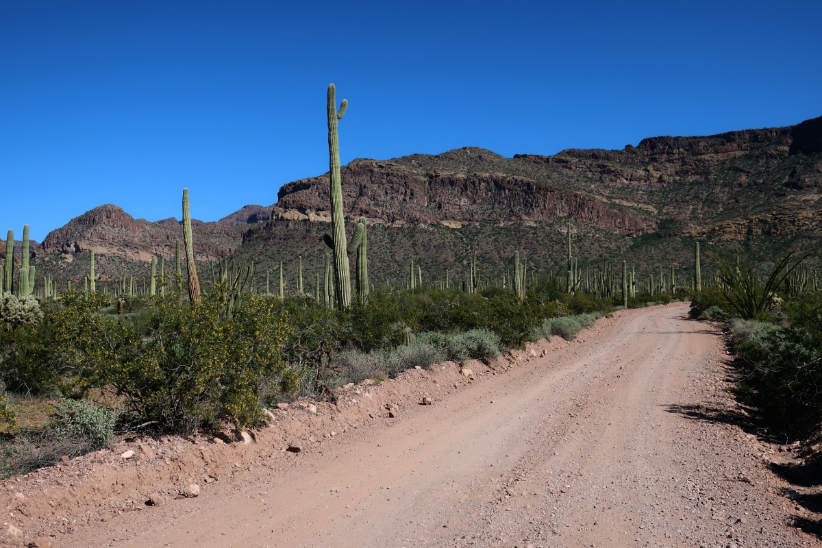 Organ Pipe Cactus National Monument IMG_0729