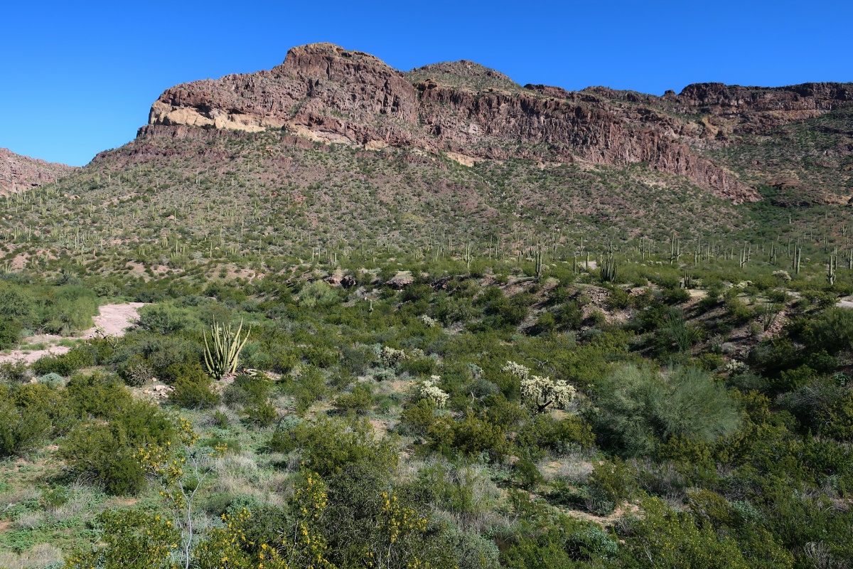 Organ Pipe Cactus National Monument IMG_0736