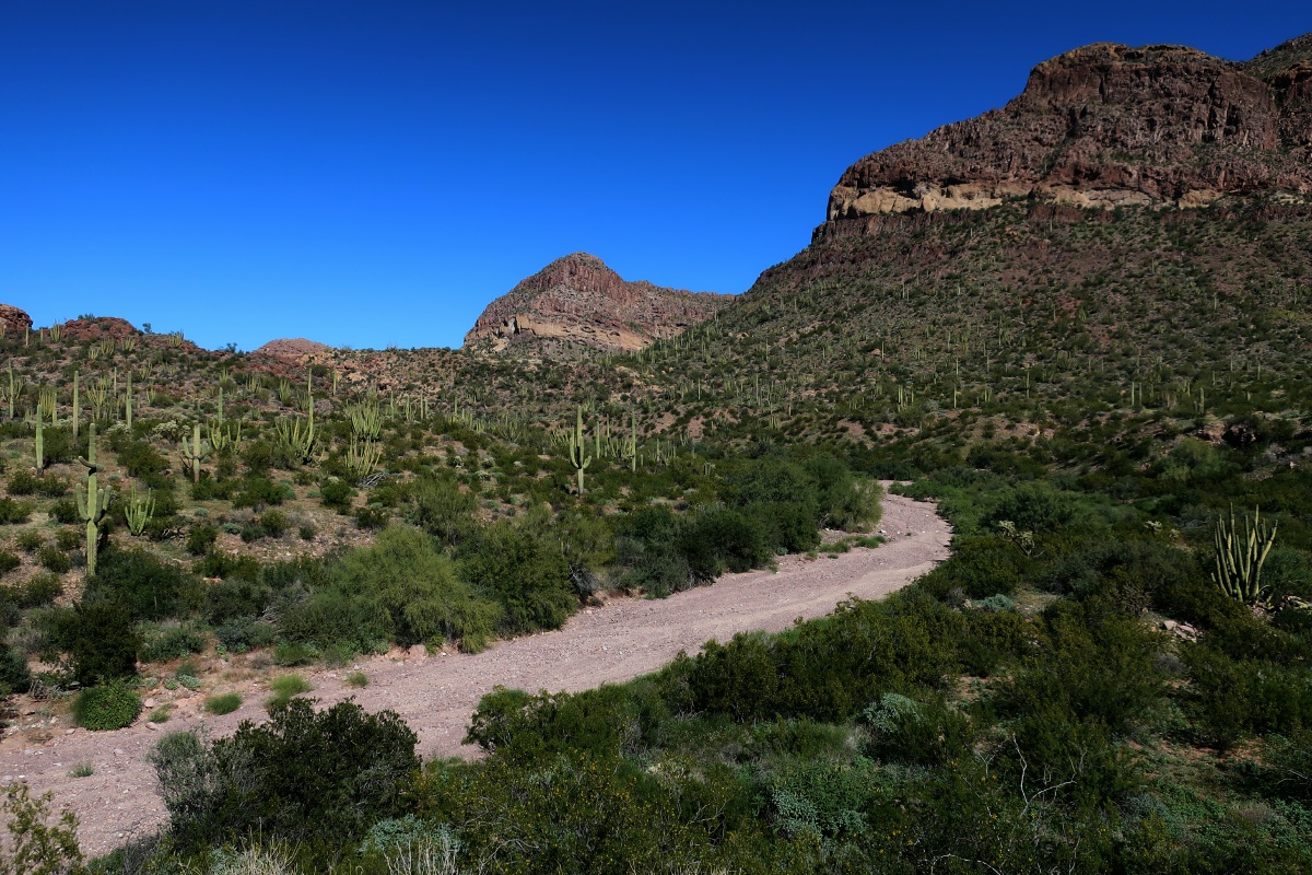 Organ Pipe Cactus National Monument IMG_0738