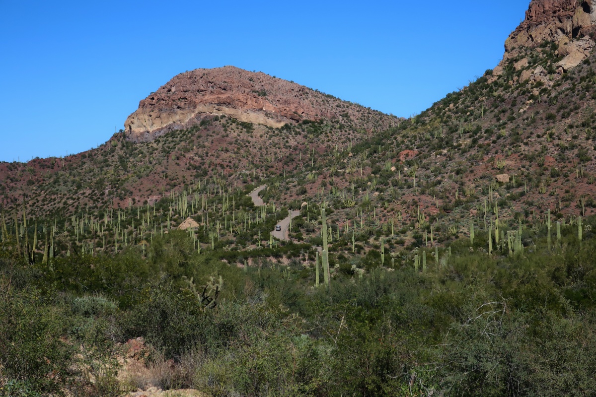 Organ Pipe Cactus National Monument IMG_0752