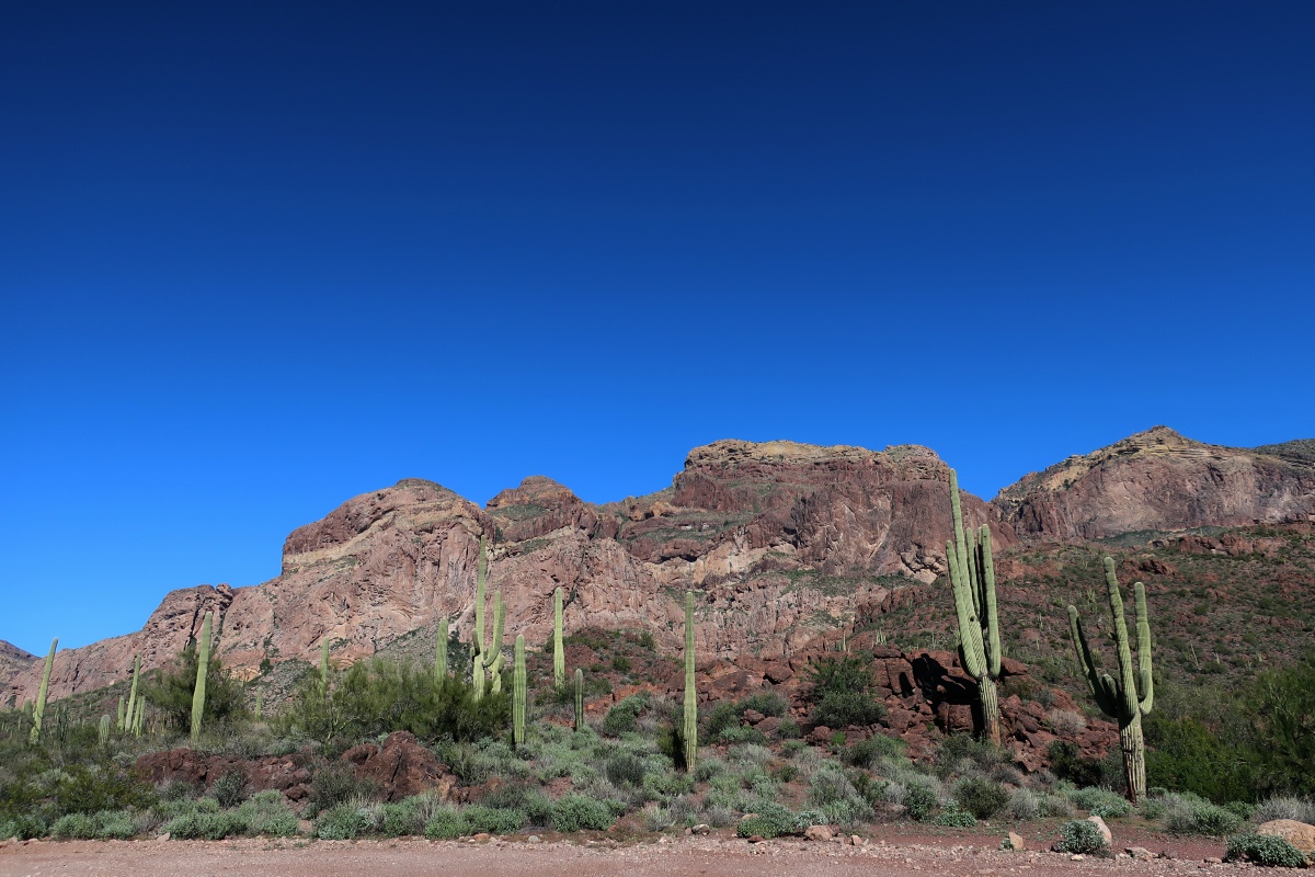 Organ Pipe Cactus National Monument IMG_0760