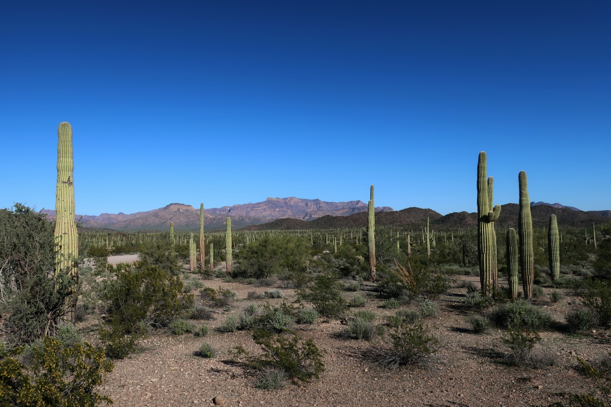 Organ Pipe Cactus National Monument IMG_0765