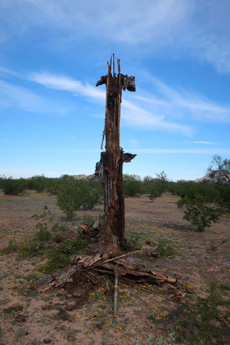 Organ Pipe Cactus National Monument dead saguaro IMG_0693