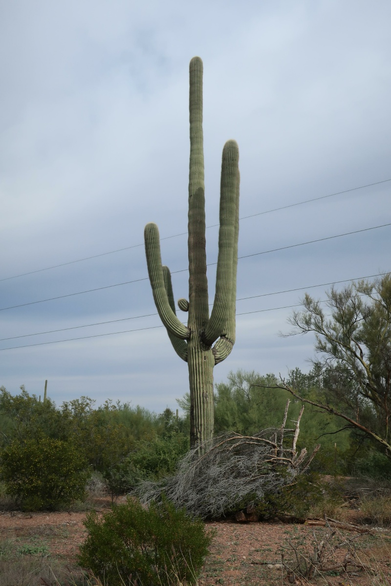 Saguaro IMG_0640