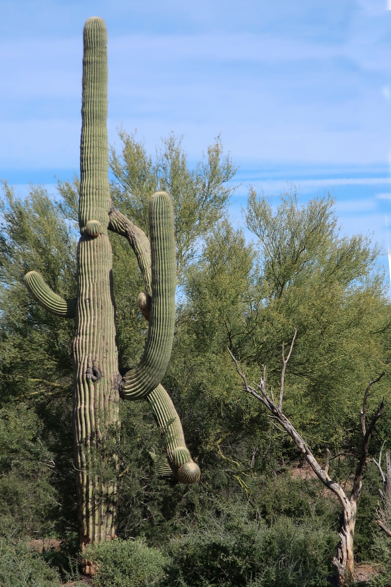 Saguaro IMG_0706