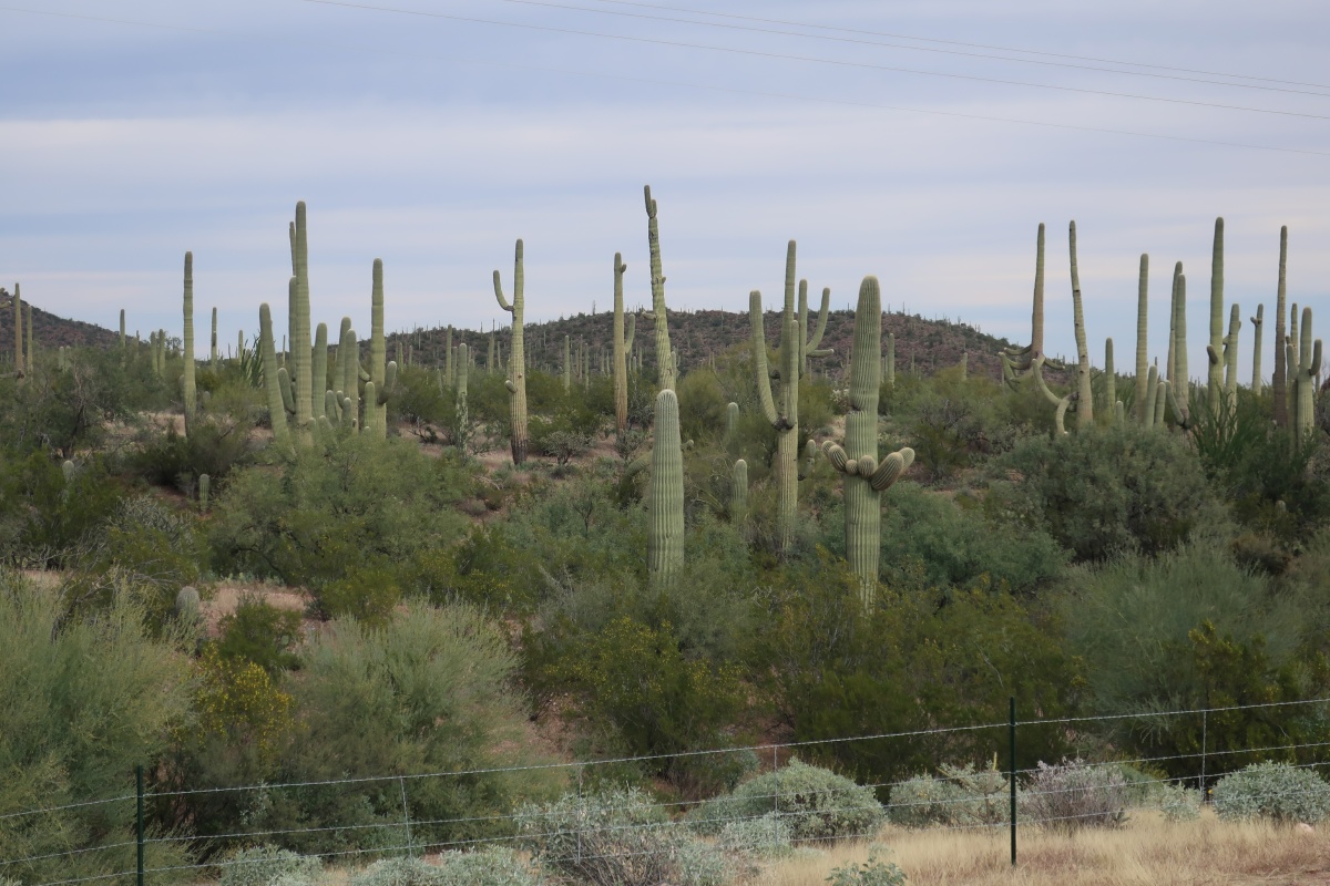 Saguaros IMG_0647