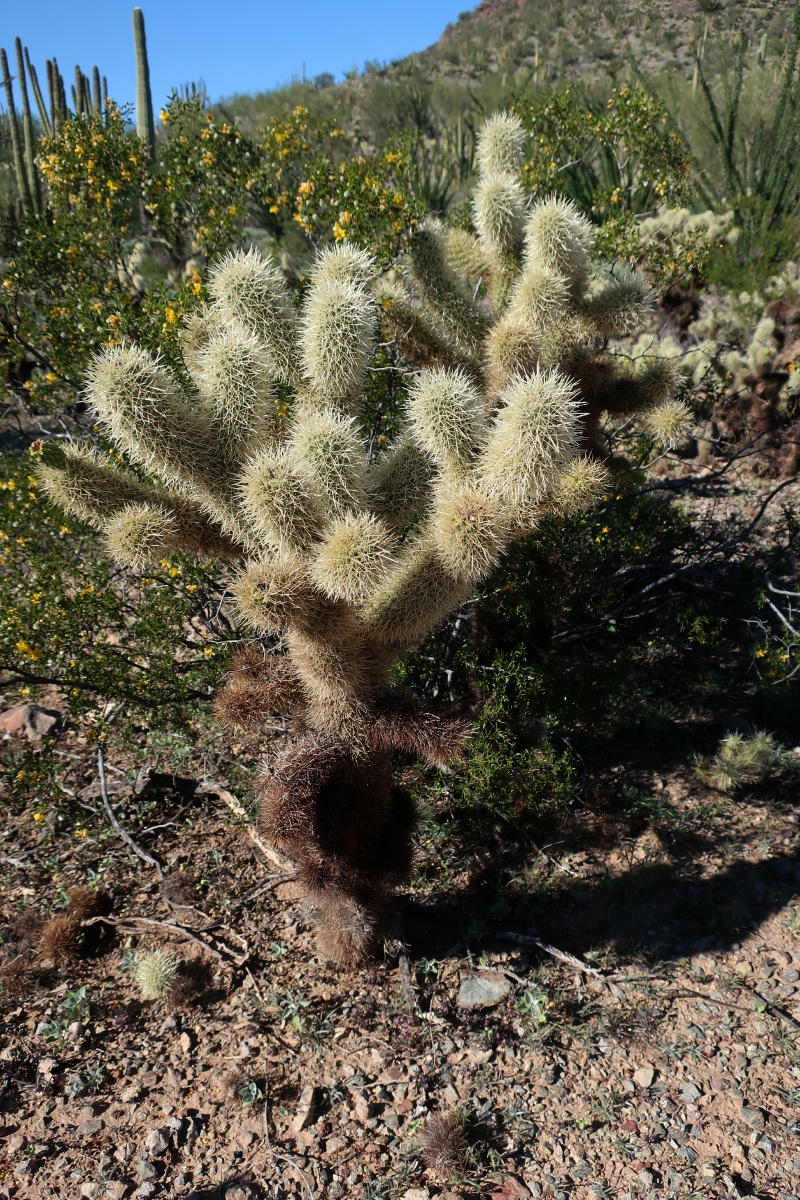 Teddy Bear Chollas cactus IMG_0763
