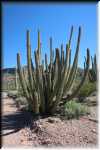 Organ Pipe Cactus IMG_0731