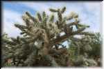 Organ Pipe Cactus National Monument Cholla cactus IMG_0644
