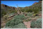 Organ Pipe Cactus National Monument Dead Organ Pipe Cactus IMG_0743