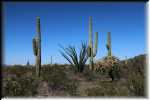 Organ Pipe Cactus National Monument IMG_0716