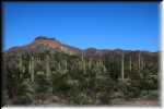 Organ Pipe Cactus National Monument IMG_0725