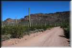 Organ Pipe Cactus National Monument IMG_0729