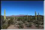 Organ Pipe Cactus National Monument IMG_0765