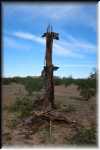 Organ Pipe Cactus National Monument dead saguaro IMG_0693