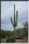 Saguaro IMG_0640