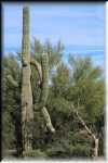 Saguaro IMG_0706