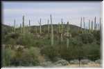 Saguaros IMG_0647