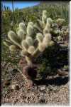 Teddy Bear Chollas cactus IMG_0763