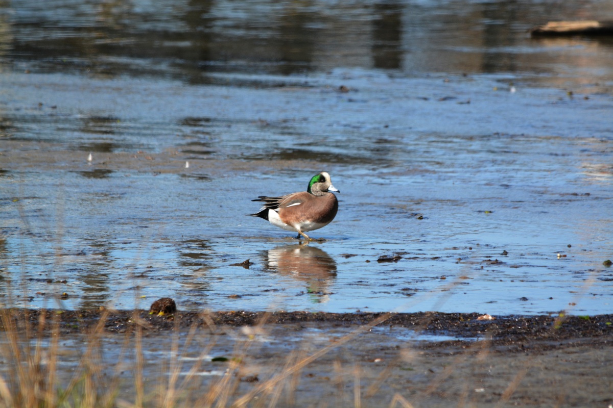 E American Wigeon  4166