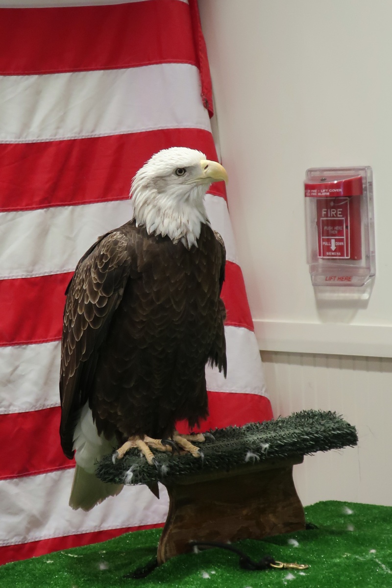 E Bald Eagle 0126