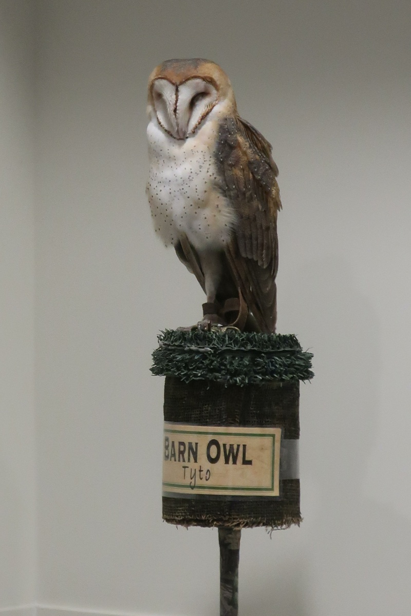 E Barn Owl 0123