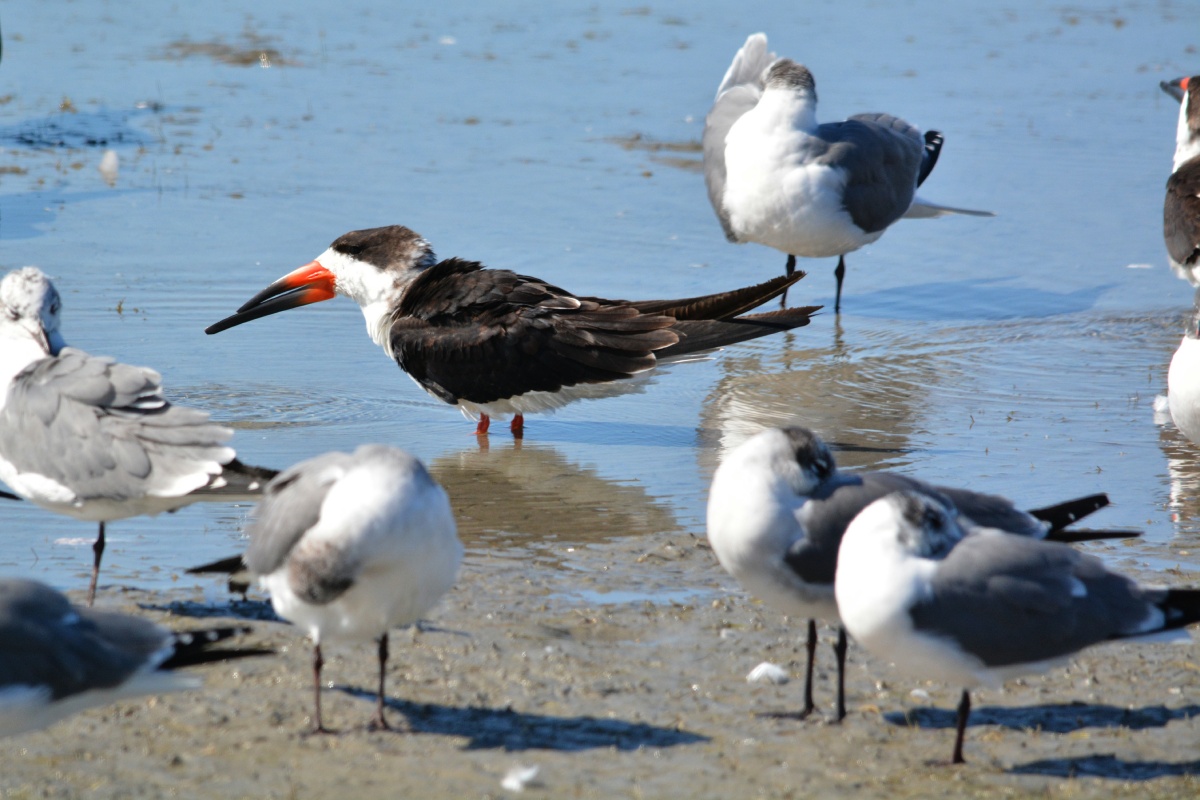 E Black Skimmer 4192