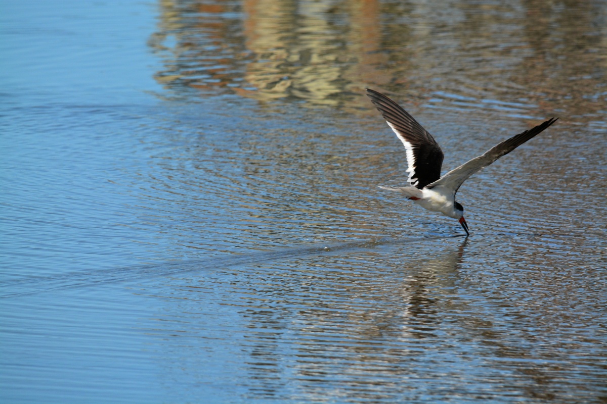 E Black Skimmer 4207