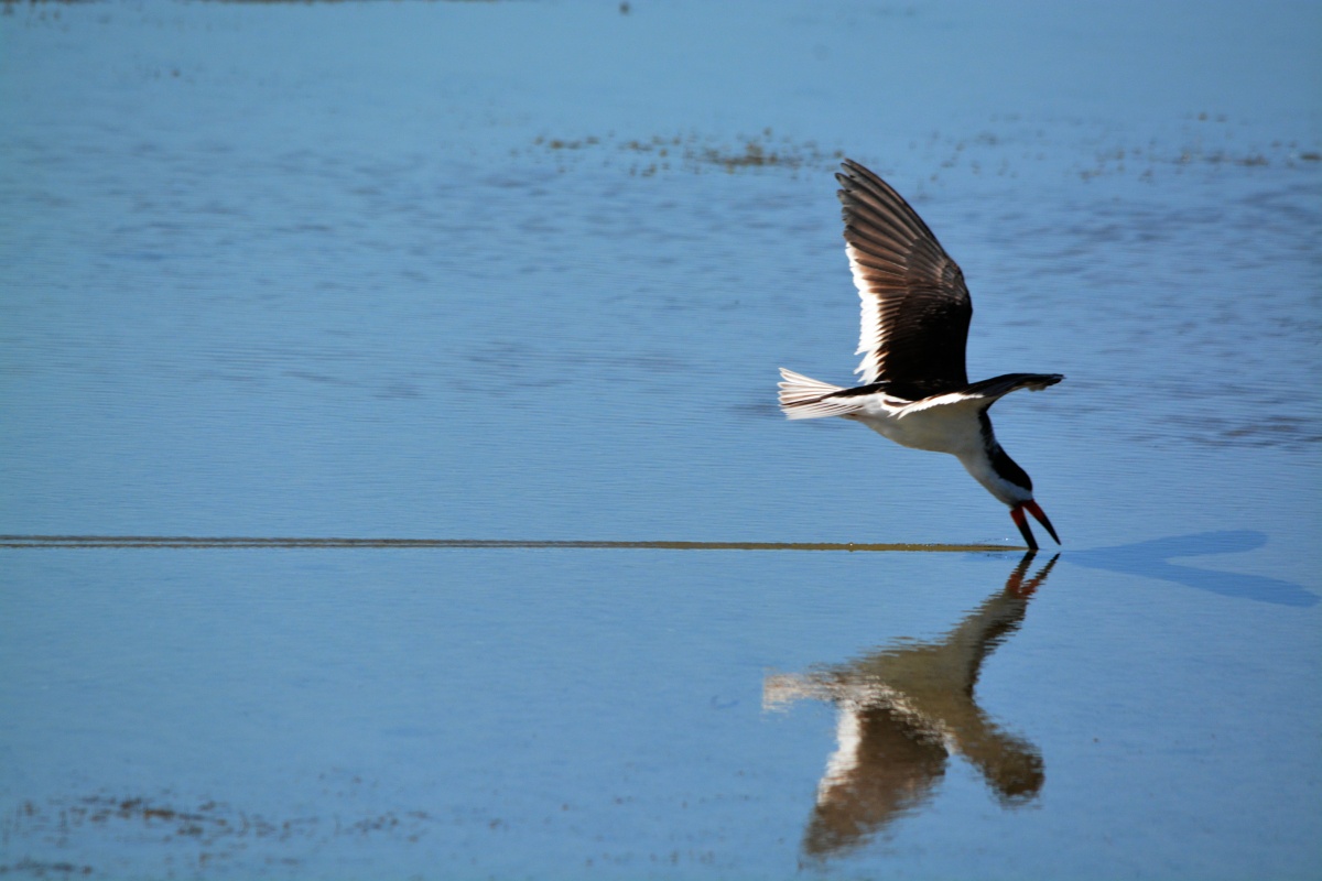 E Black Skimmer 4254