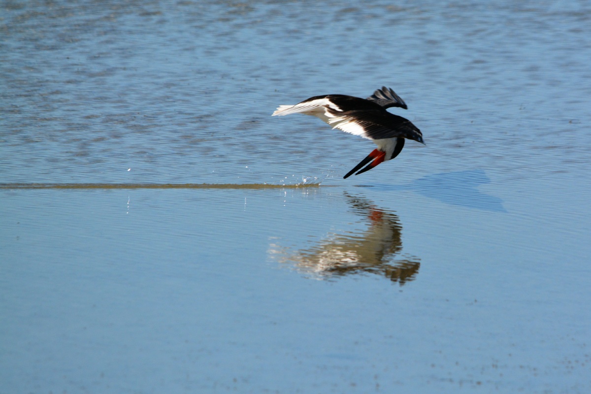 E Black Skimmer 4259